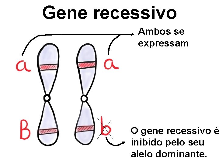 Gene recessivo Ambos se expressam O gene recessivo é inibido pelo seu alelo dominante.