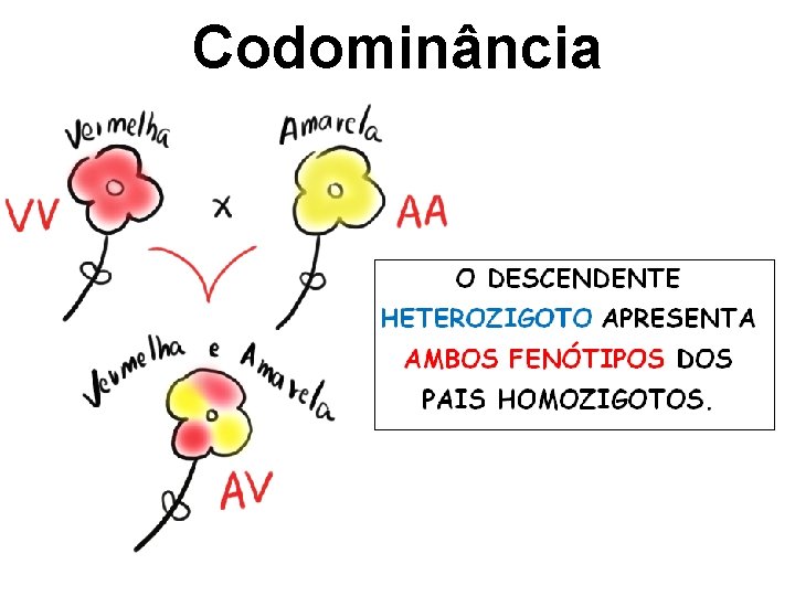 Codominância 