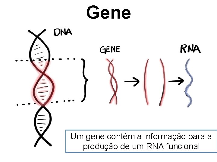 Gene Um gene contém a informação para a produção de um RNA funcional 