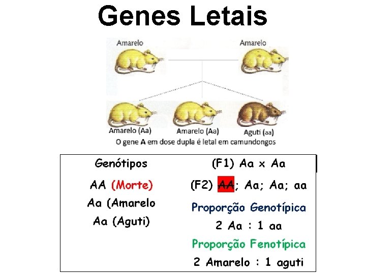 Genes Letais 