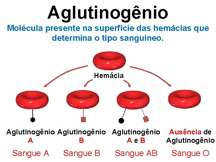 Aglutinogênio Molécula presente na superfície das hemácias que determina o tipo sanguíneo. Hemácia Aglutinogênio