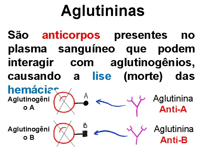 Aglutininas São anticorpos presentes no plasma sanguíneo que podem interagir com aglutinogênios, causando a