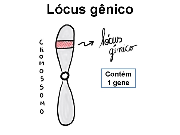 Lócus gênico Contém 1 gene 