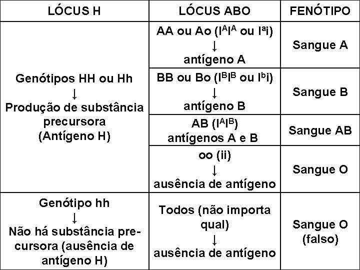 LÓCUS H LÓCUS ABO AA ou Ao (IAIA ou Iai) ↓ antígeno A BB