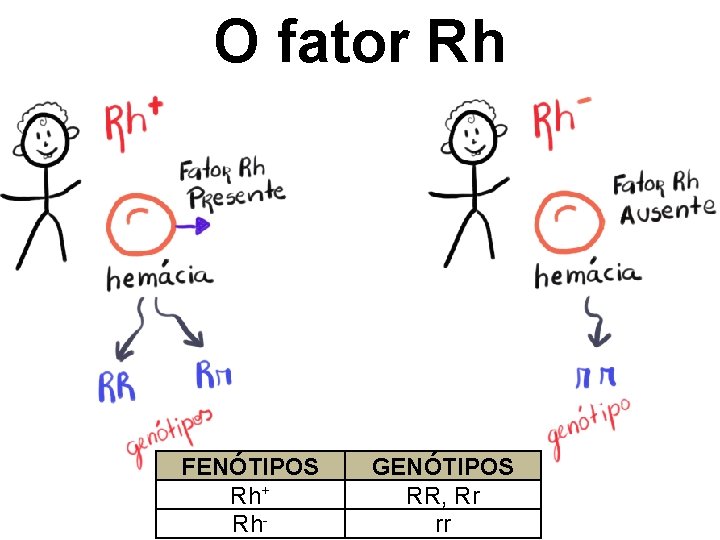 O fator Rh FENÓTIPOS Rh+ Rh- GENÓTIPOS RR, Rr rr 