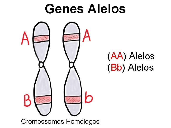 Genes Alelos (AA) Alelos (Bb) Alelos Cromossomos Homólogos 