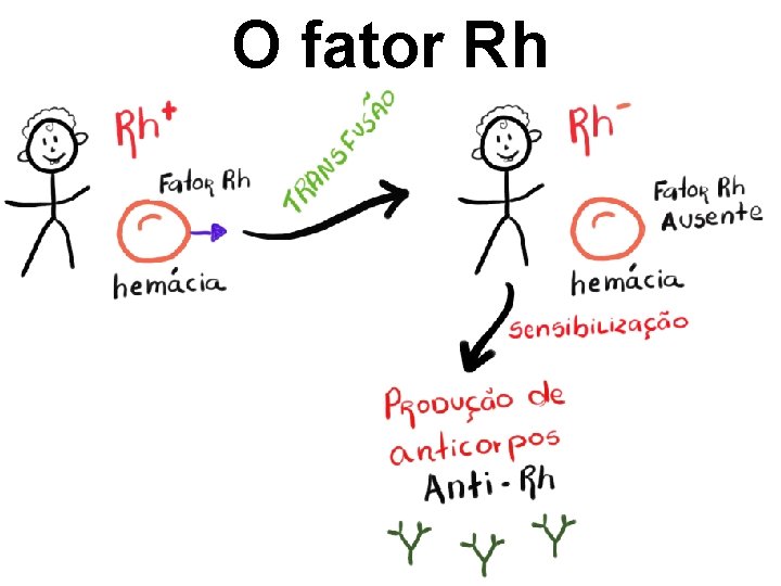 O fator Rh 