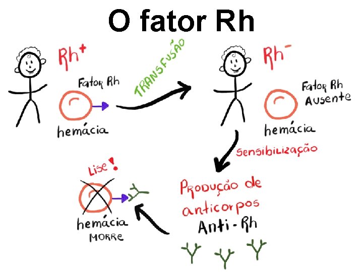O fator Rh 