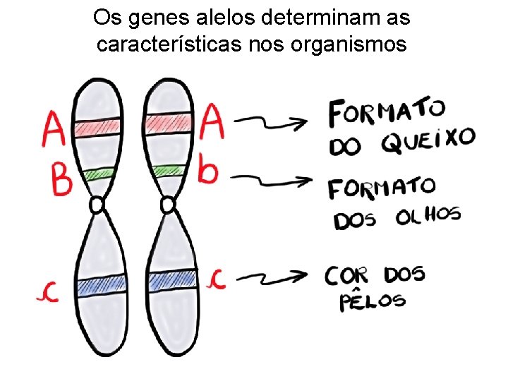 Os genes alelos determinam as características nos organismos 