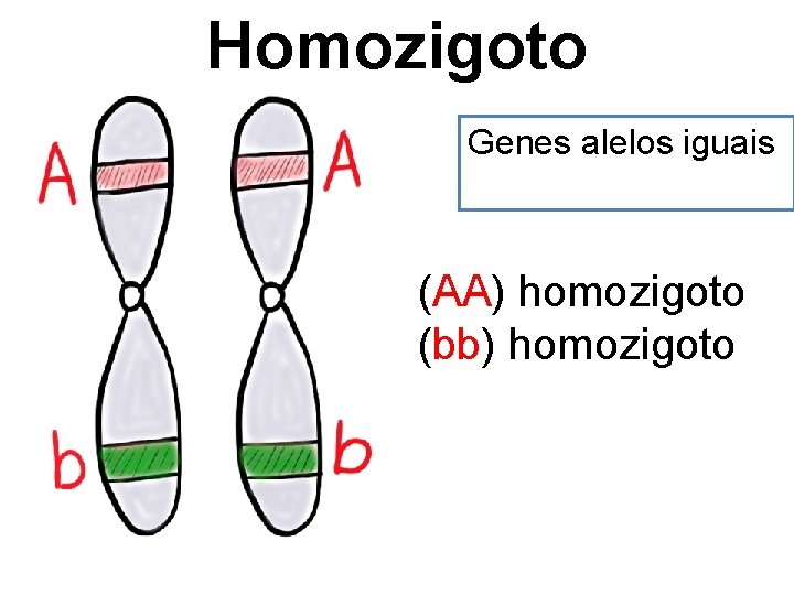 Homozigoto Genes alelos iguais (AA) homozigoto (bb) homozigoto 