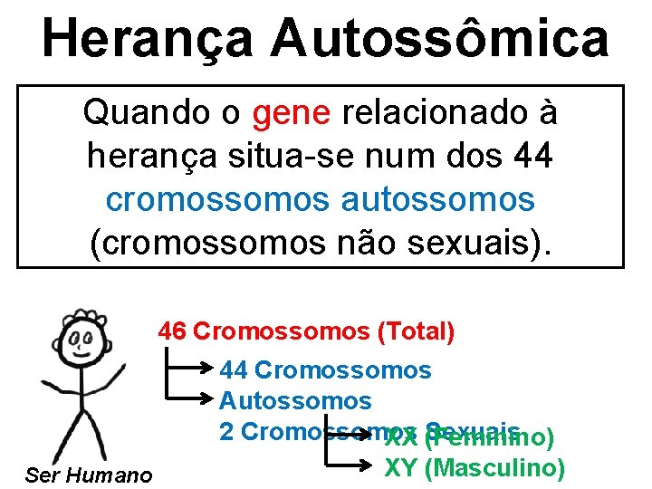 Herança Autossômica Quando o gene relacionado à herança situa-se num dos 44 cromossomos autossomos