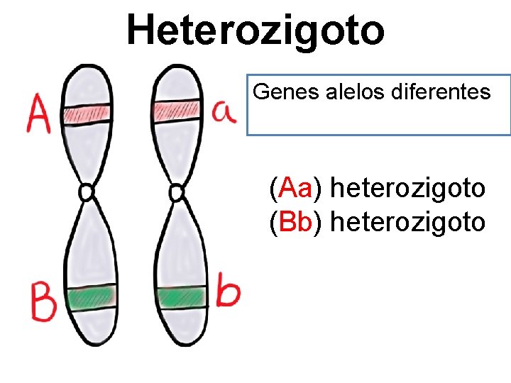 Heterozigoto Genes alelos diferentes (Aa) heterozigoto (Bb) heterozigoto 