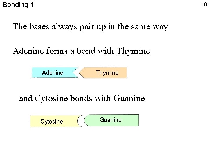 Bonding 1 10 The bases always pair up in the same way Adenine forms