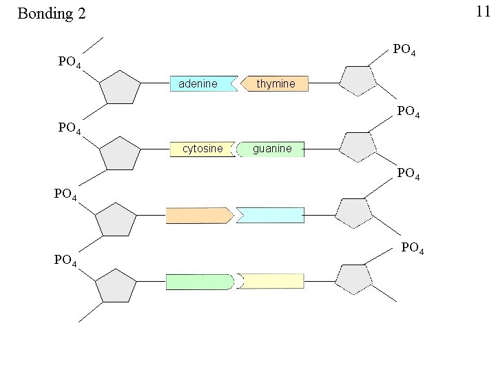 11 Bonding 2 PO 4 adenine thymine PO 4 cytosine guanine PO 4 