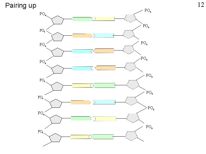 Pairing up PO 4 PO 4 PO 4 PO 4 12 