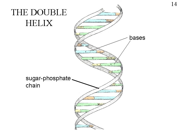 14 THE DOUBLE HELIX bases sugar-phosphate chain 