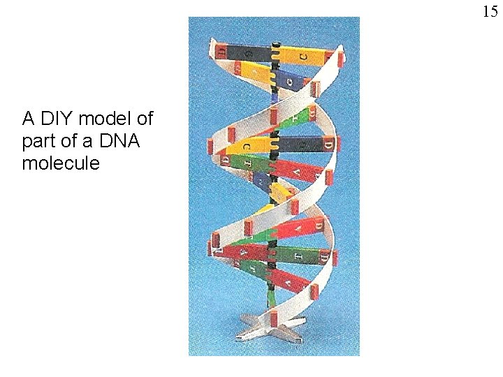 15 A DIY model of part of a DNA molecule 