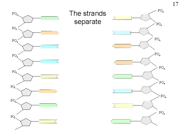 17 PO 4 The strands separate PO 4 PO 4 PO 4 PO 4