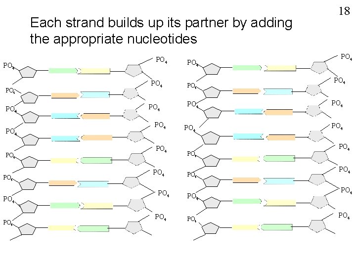 Each strand builds up its partner by adding the appropriate nucleotides PO 4 PO