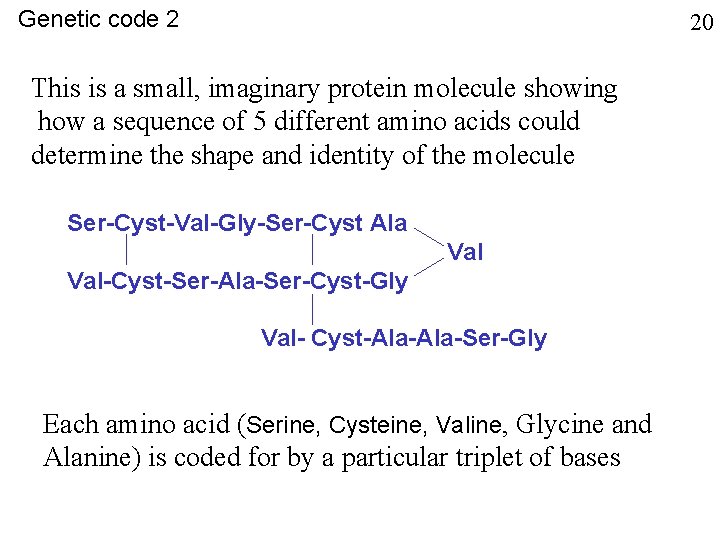 Genetic code 2 20 This is a small, imaginary protein molecule showing how a