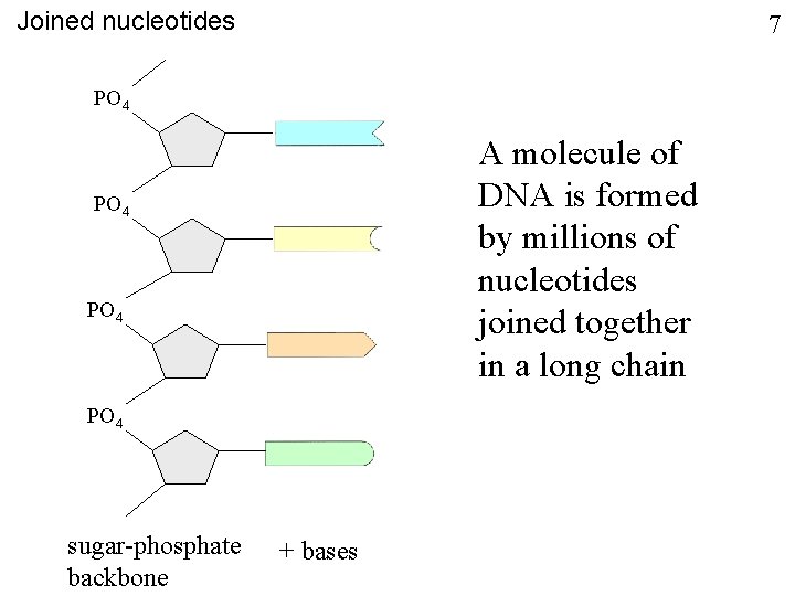 Joined nucleotides 7 PO 4 A molecule of DNA is formed by millions of