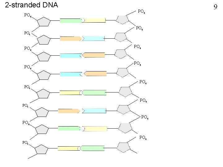 2 -stranded DNA PO 4 PO 4 PO 4 PO 4 9 