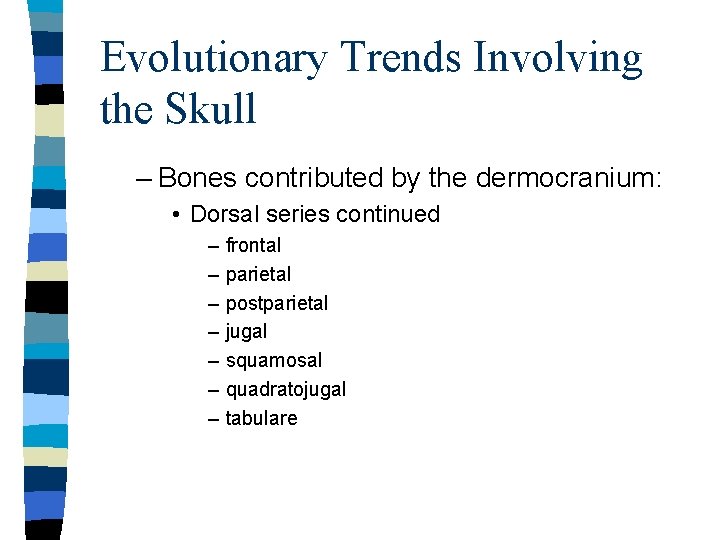 Evolutionary Trends Involving the Skull – Bones contributed by the dermocranium: • Dorsal series