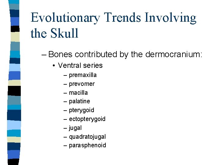 Evolutionary Trends Involving the Skull – Bones contributed by the dermocranium: • Ventral series