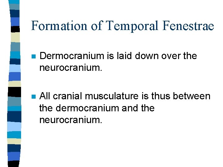 Formation of Temporal Fenestrae n Dermocranium is laid down over the neurocranium. n All