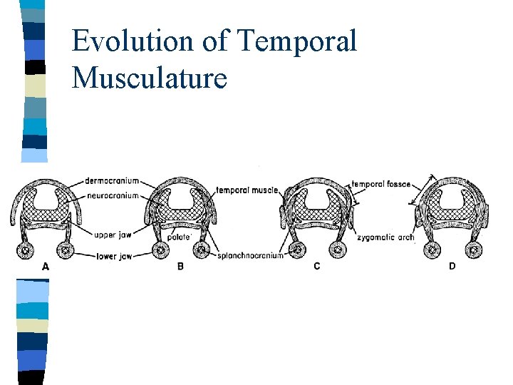 Evolution of Temporal Musculature 