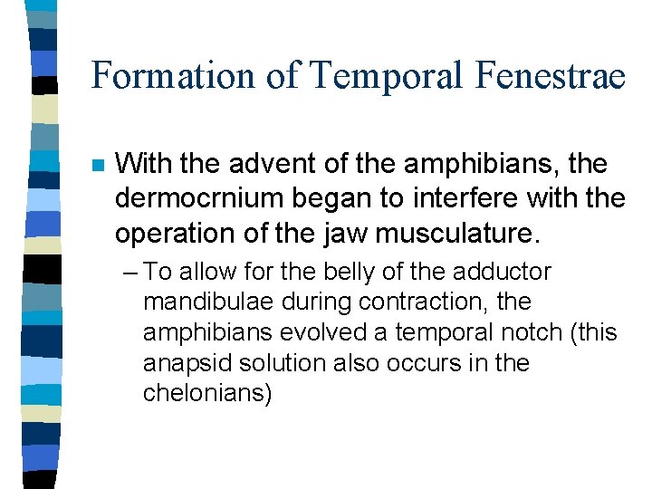 Formation of Temporal Fenestrae n With the advent of the amphibians, the dermocrnium began