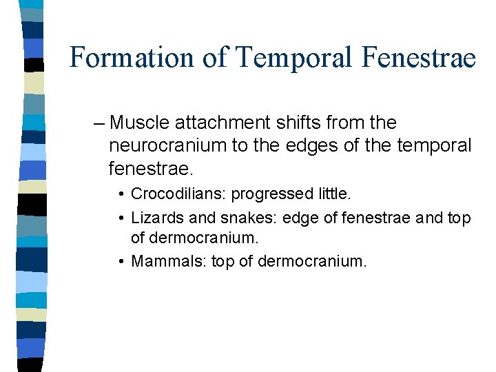 Formation of Temporal Fenestrae – Muscle attachment shifts from the neurocranium to the edges