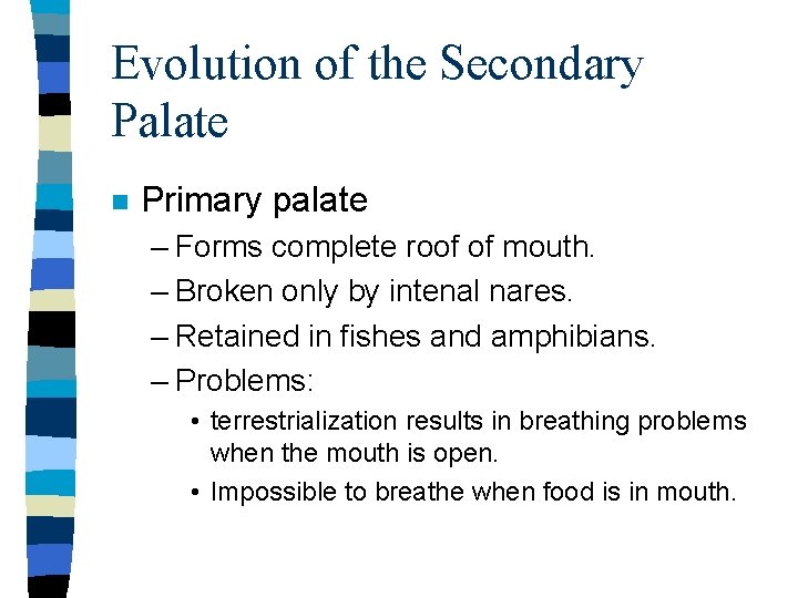 Evolution of the Secondary Palate n Primary palate – Forms complete roof of mouth.