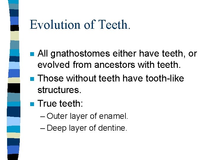 Evolution of Teeth. n n n All gnathostomes either have teeth, or evolved from