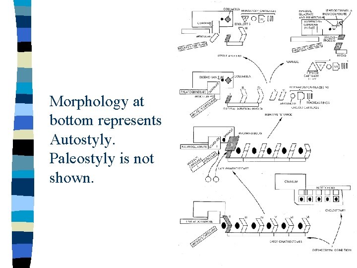 Morphology at bottom represents Autostyly. Paleostyly is not shown. 