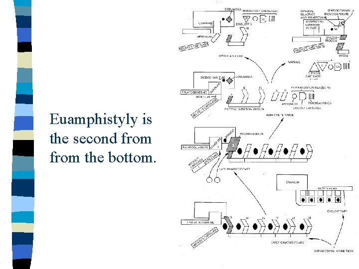 Euamphistyly is the second from the bottom. 