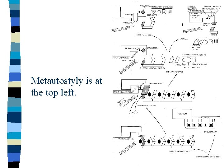 Metautostyly is at the top left. 