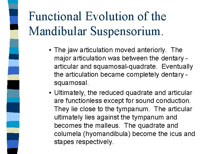Functional Evolution of the Mandibular Suspensorium. • The jaw articulation moved anteriorly. The major