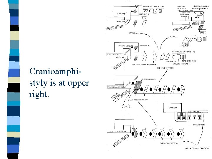 Cranioamphistyly is at upper right. 
