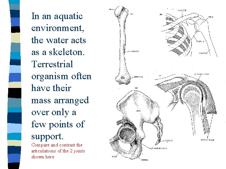 In an aquatic environment, the water acts as a skeleton. Terrestrial organism often have