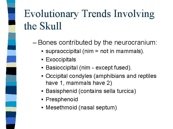 Evolutionary Trends Involving the Skull – Bones contributed by the neurocranium: • • supraoccipital