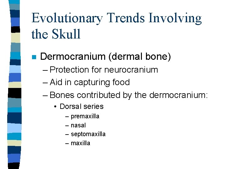 Evolutionary Trends Involving the Skull n Dermocranium (dermal bone) – Protection for neurocranium –