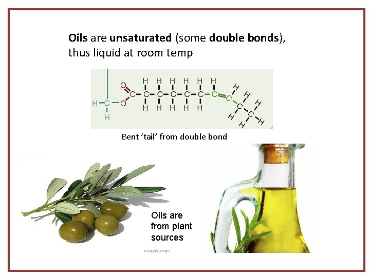 Oils are unsaturated (some double bonds), thus liquid at room temp Bent ‘tail’ from