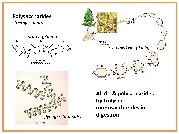 Polysaccharides ‘many’ sugars starch (plants) ex: cellulose (plants) glycogen (animals) All di- & polysaccarides