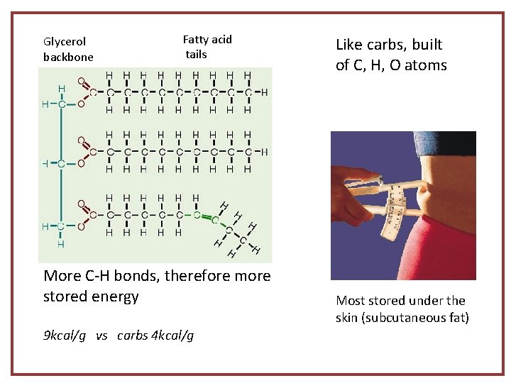 Glycerol backbone Fatty acid tails More C-H bonds, therefore more stored energy 9 kcal/g