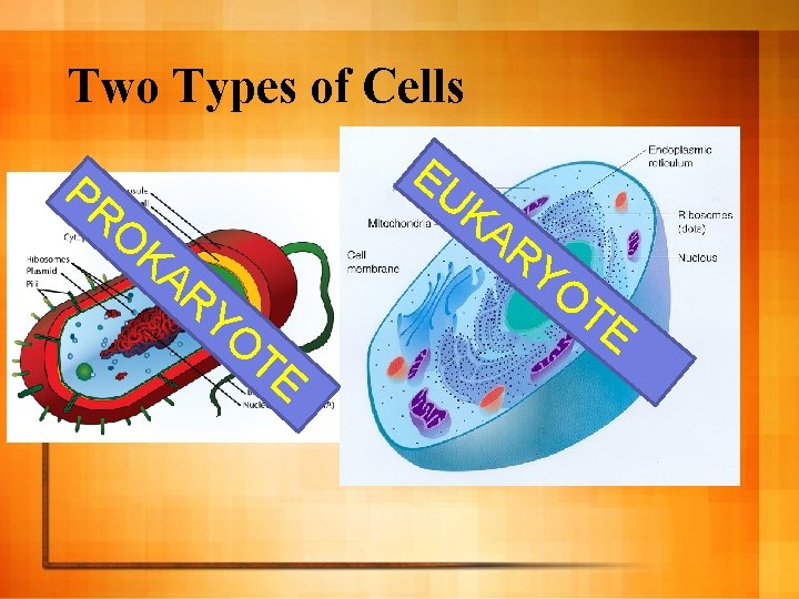 Bell Work List three differences between prokaryotic and