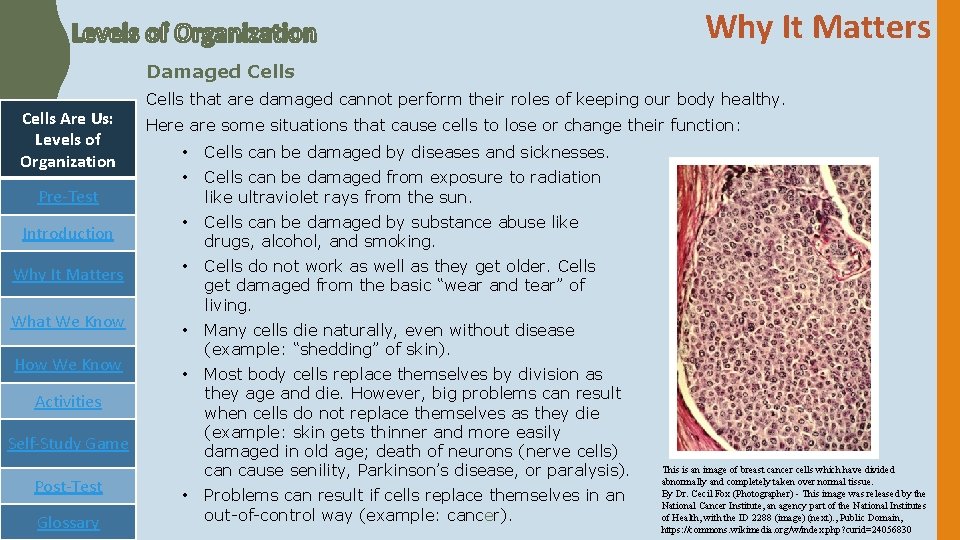 Photo inspiration: Gallery Detail: Cells Are Us Levels Of Organization Navigation Table