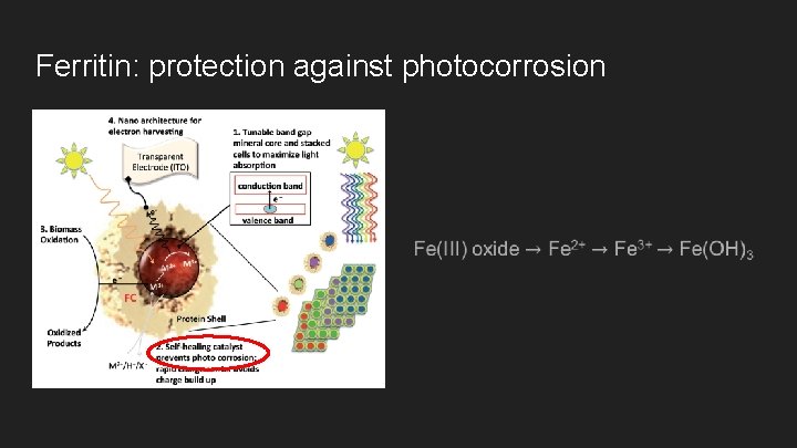 Ferritin: protection against photocorrosion 