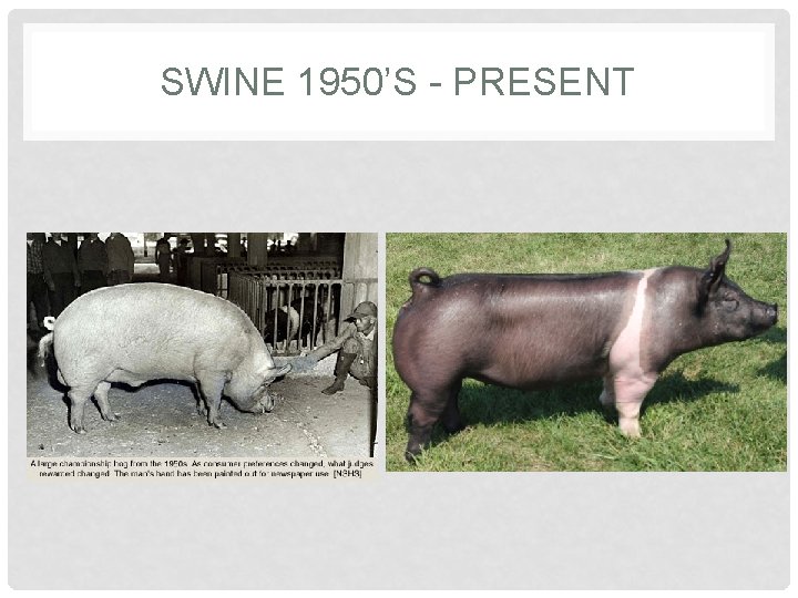 SWINE 1950’S - PRESENT 