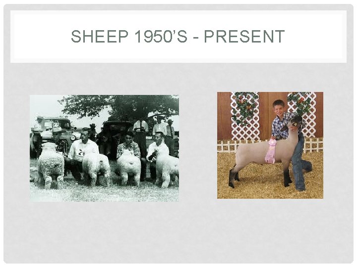 SHEEP 1950’S - PRESENT 